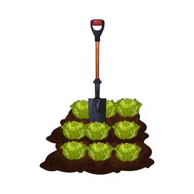 Taze yeşil lahana toplamak için toprağı kazan bir kürek çiftçiliği ve tarımı sembolize ediyor..