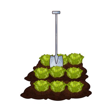 Taze yeşil lahana toplamak için toprağı kazan bir kürek çiftçiliği ve tarımı sembolize ediyor..