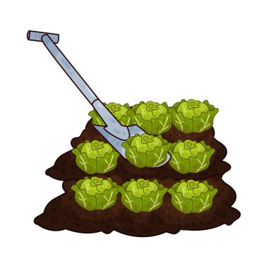 Taze yeşil lahana toplamak için toprağı kazan bir kürek çiftçiliği ve tarımı sembolize ediyor..