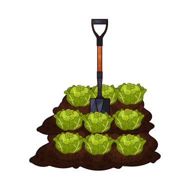 Taze yeşil lahana toplamak için toprağı kazan bir kürek çiftçiliği ve tarımı sembolize ediyor..