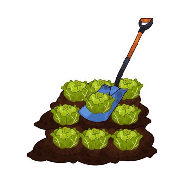 Taze yeşil lahana toplamak için toprağı kazan bir kürek çiftçiliği ve tarımı sembolize ediyor..