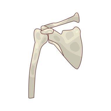 The shoulder blade, or scapula, is a flat bone that connects the upper arm to the collarbone.