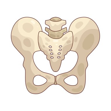 The pelvis is a bony structure at the base of the spine that supports the spinal column and legs.