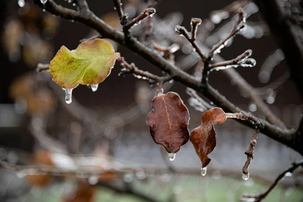 Soğuk sonbahar ya da kış sabahı. Bahçedeki ağaçlarda yağmur damlaları dondu. Sarı yapraklar ve buz gibi dallar.