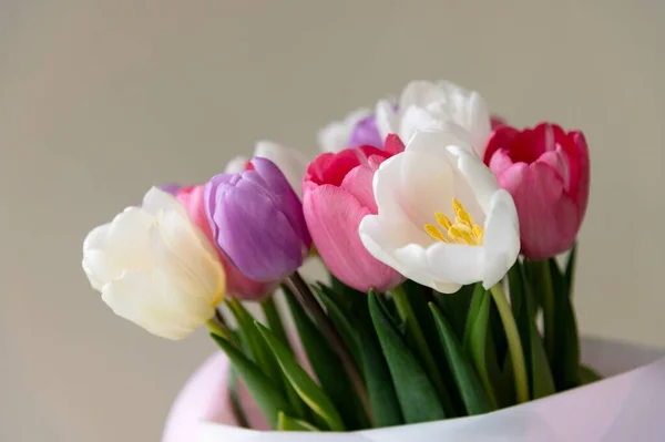 Multicolored tulips. A bunch of spring flowers or a bouquet of white, pink and purple colors. A gift on the occasion of any holiday