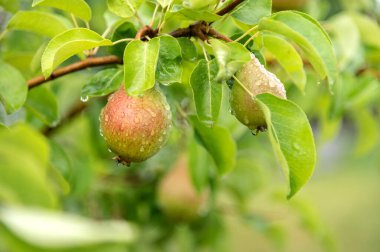 Üç erik ya da olgunlaşmamış armutlar bir ağaçta yetişir. Meyve suyu yakın plan. Hasat. Meyveler yeşil veya kırmızıyla sarı renktedir..