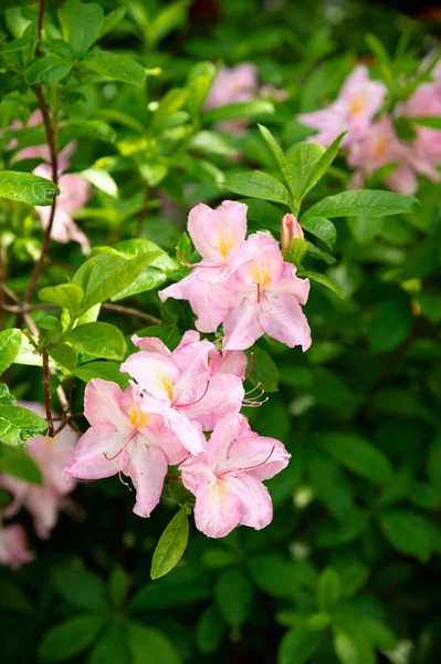 Blommande Prydnadsväxt Rosa Blomstã Llningar Rhododendron Växt Eller Buske Växer — Stockfoto