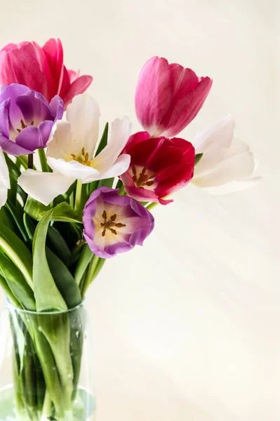 Vazodaki renkli ya da çok renkli laleler. Bir buket harika bahar çiçeği. Nesne arka plandaki ışıkla fotoğraflandı.