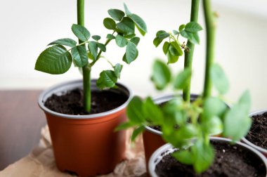 Masanın üzerindeki odada açık zemine dikmeden önce özel koşullarda yetişen bir saksı ve bir gül var. Bitki yetiştiriciliği, fidanlar ve bitki üretimi hakkında bir dizi fotoğraftan.