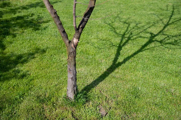 Martwe Drzewo Pękniętą Korą Jego Cieniem Wiosennym Ogrodzie Boku Cień — Zdjęcie stockowe