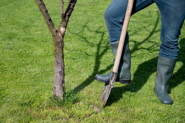 在春天砍树枝 砍伐或砍伐枯树 季节性地修剪树木 树干上的树皮坏了 一个穿橡胶靴的人用铲子挖树 免版税图库图片