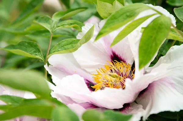 Duży Biały Różowym Krzakiem Piwonia Głowa Kwiat Liście Tej Rośliny — Zdjęcie stockowe