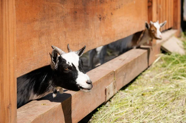 The face of a small black goat looking through a wooden fence. In the background, a second goat is defocused. There is a white patch on the forehead.