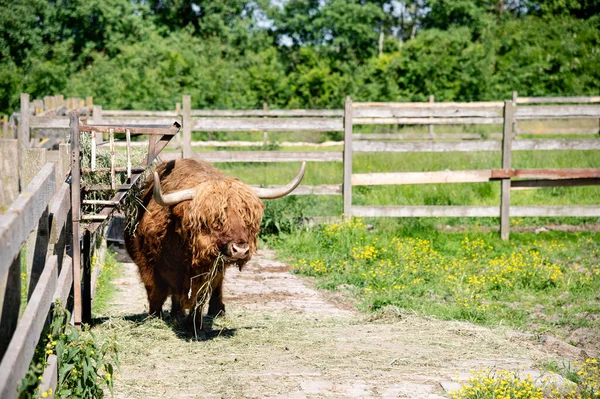 Ein Rind Oder Stier Steht Auf Einem Eingezäunten Gelände Freien — Stockfoto