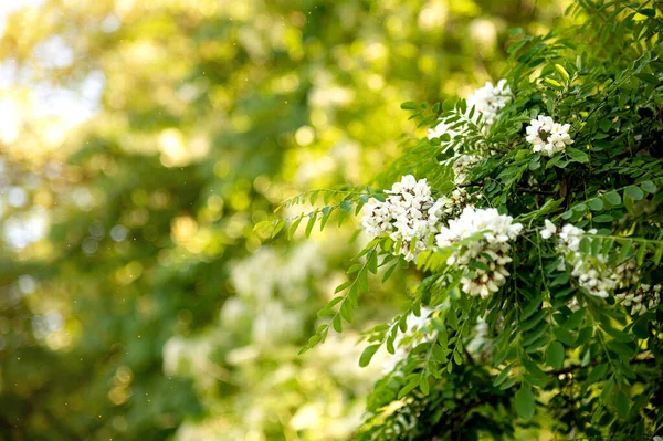 Ветвь Акации Белым Цветком Мягкое Изображение Боке Фон Природная Растительность — стоковое фото