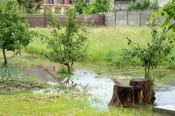 Legumes Árvores Água Jardim Está Inundado Paisagem Sem Céu Sem — Fotografia de Stock