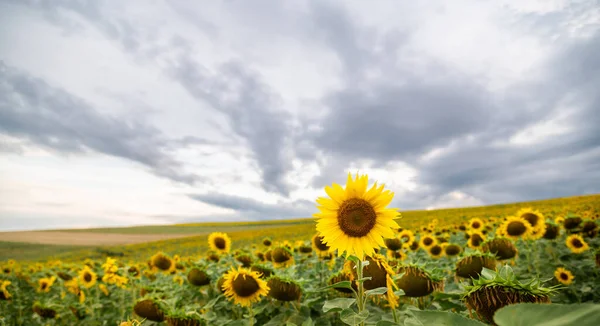Sunflower field. Agricultural culture is maturing. Beginning of harvest. Cloudy sky. One of the tallest sunflowers stands out from the others, its head on the border between the field and the sky. Banner