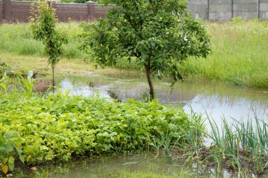 Fasulye ve soğan yetiştirmek tehdit altında. Suda sebzeli yatak. Bahçeyi su basmış. Gökyüzü ve insanlar olmadan manzara. Sağanak yağış, sel. Yağmurlu yaz ya da bahar.