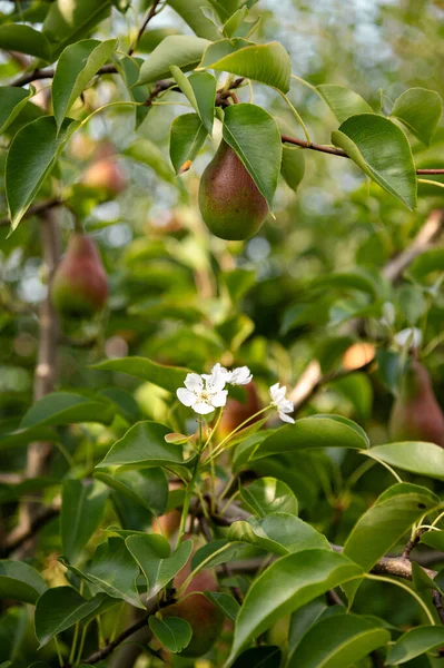 Untimely flowering of fruit trees, a strange phenomenon in horticulture. Pears grow on a tree and at the same time the tree blossoms. Consequences of sudden temperature changes during the summer. ecology, global warming