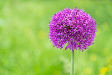 Parlak ve gösterişli Allium Giganteum çiçeği yeşil arka planda yakın plan. Canlı dev bir Allium çiçeği küresi. Allium altissimum - Latince botanik adı. Mesaj için yer var. Seçici odak