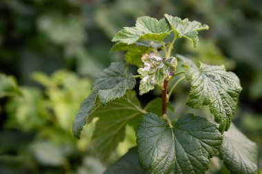 Tozlu küf. Mycotic sporların üremesinden kaynaklanan bir hastalık. Yaprak tabaklarını, genç filizlerini etkiler. Bitkiler bembeyaz bir kaplamayla kaplanmış. Bu da yavaş yavaş kurumaya ve ölmeye yol açıyor..