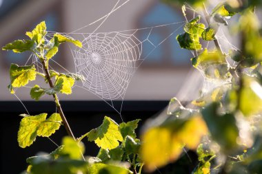 Bahçedeki bir çalıya örülmüş bir ağ. Bir örümceğin güzel bir geometrik yaratımı. Vahşi doğa. Sıcak güneşli bir sonbahar. Hint Yazı