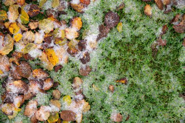 Buz çimenleri ve bahçedeki yaprakları kaplıyor. Sonbahar ya da kış doğal fenomenler, soğuk hava, fırtına, dondurucu yağmur. Seçici odak