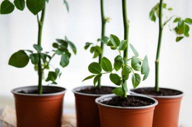 Gül bitkisi olan saksılar, açık araziye ekilmeden önce özel koşullarda yetişir. Bitki filizleniyor. Bitki yetiştiriciliği, fidanlar ve bitki üretimi hakkında bir dizi fotoğraftan.