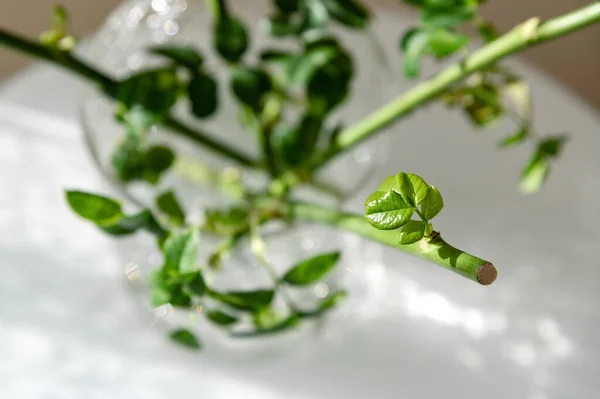 A transparent glass vase in which there are garden rose sprouts. Gardening. From a series of photos about plant breeding, seedlings and plant propagation. The plant germinates