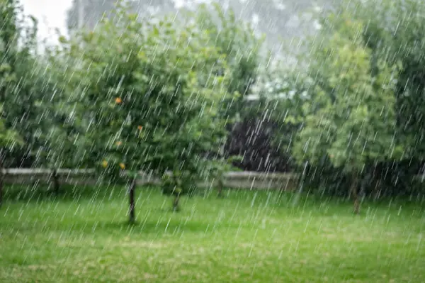 绿色背景 春雨或夏雨 长时间暴露在雨中 园圃和雨点 分散注意力的树木 图库照片