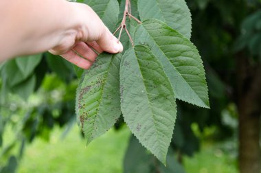 Bahçıvanlık. Bahçecilik ekinleri. Yeşil yapraklı kiraz ağacı mantar hastalığından kalma noktalarda