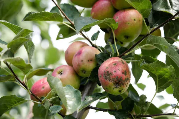 Jardinage Cultures Horticoles Fruits Infectés Par Pomme Monilia Fructigena Images De Stock Libres De Droits