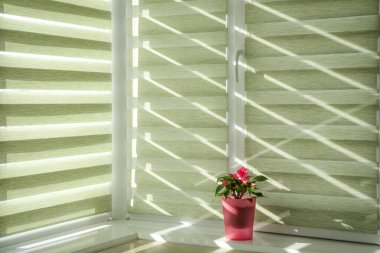 Pembe saksı. Hastalar parlak pembedir. Arkaplan modeli. Pencere panjurlarla ya da panjurlarla kapalıdır. Yeşil monokrom. Karşıtlık