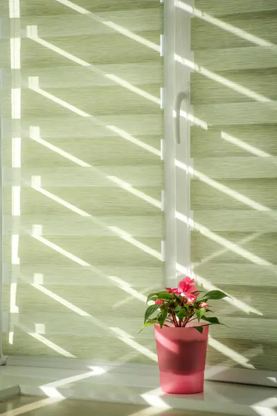 Pink flower pot. Impatiens are bright pink. Green monochrome, pattern background. The window is closed with shutters or blinds. Contrast
