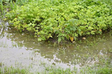 Suda fasulye bitkisi olan yataklar. Bahçeyi su basmış. Gökyüzü ve insanlar olmadan manzara. Sağanak yağış, sel. Yağmurlu yaz ya da bahar