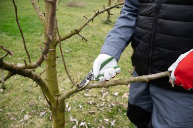 Bahçede mevsimlik budama. Bahçıvanlık, bahar işleri. Taç düzeni. Secateurs ile yıllık büyümeleri kesme