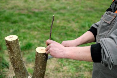 Ekilmiş meyve ağacı. Bahar grefti. Bahçeyle bahçıvan ilgileniyor.. 
