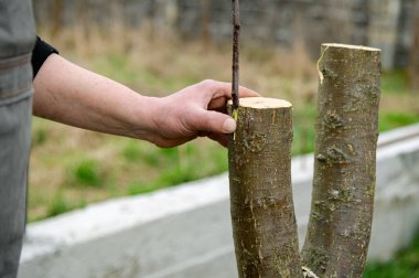 Ekilmiş meyve ağacı. Bahar grefti. Çiftçi meyve bahçesine bakar.