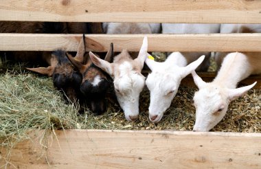 Çiftlikteki bir ahırda saman yiyen keçiler. Hayvan çiftliğinde beslenmek. Beyaz ve kahverengi keçiler. Çiftlik hayvanlarının üremesi. Çiftçiliğin gelişimi.
