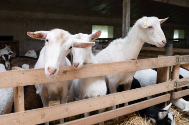 Çiftlikteki bir ahırda keçiler. Hayvan kameraya ilgiyle bakar. Çiftlik hayvanlarının üremesi. Çiftçiliğin gelişimi.