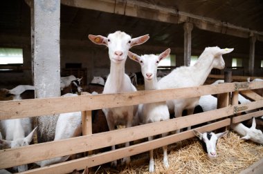 Çiftlikteki bir ahırda keçiler. İki hayvan kameraya bakıyor, birçok keçinin arka planında poz veriyorlar. Çiftlik hayvanlarının üremesi