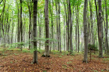 Büyülü kayın ormanı. Yaz ya da sonbahar. Sonsuzluk hissi. Seçici odaklanma. Ekoloji kavramı