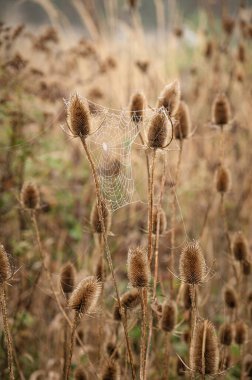 Vahşi çaydanlık. Sisli bir sabah, çiğ kaplı örümcek ağları. Çayır çayırındaki Teasel 'in kuru çiçekleri.