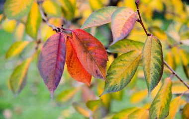 Sonbahar güneşli bir gün. Bir meyve ağacının renkli yaprakları. Sonbahar bahçesi