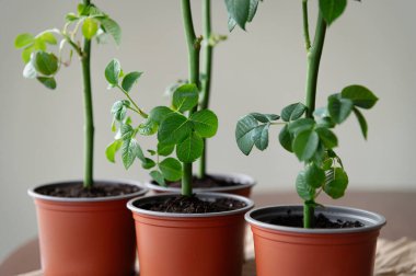 Gül bitkisi olan saksılar, açık araziye ekilmeden önce özel koşullarda yetişir. Bitki filizleniyor. Bitki yetiştiriciliği, fidanlar ve bitki üretimi hakkında bir dizi fotoğraftan.