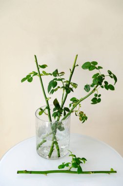 Minimalist bir masadaki cam vazoda duran taze yeşil gül sapları. Toprağa dikmeden önce. Bitki tohumları ve bitki üretimi ile ilgili bir dizi fotoğraftan.