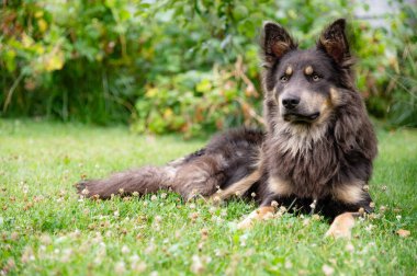 Tüylü tüylü kürkü ve parlak gözleri ile yemyeşil çimenlerin üzerine uzanmış hoşnut bir köpek. Etrafındaki çiçekler ve yumuşak güneş ışığı huzurlu ve neşeli bir atmosfer yaratır..