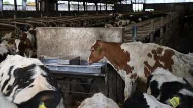 Holstein buzağı içme suyu. İnekler hareketli bir ahırda huzurlu bir öğleden sonra boyunca kırsal cazibe ve sakin bir atmosferle besleniyorlar.