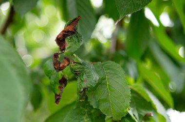 Karmaşık detaylar, ağaçtaki kıvrımlı ve kahverengi yaprakların zararlı böceklerin ve bahar sonlarında elverişsiz hava koşullarının etkisini gözler önüne seriyor..