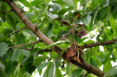 Yakından bakıldığında, doğanın döngüsünü vurgulayarak, kiraz ağacının dalında kurumuş, solan yapraklar ve canlı yeşil yapraklar arasındaki katı zıtlığı gözler önüne seriyor. Sakin bir atmosfer havayı dolduruyor..